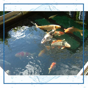 Fish Pond Filtration System Manufacturer and Supplier in Ahmedabad, Gujarat, India